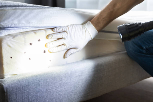 Best Pest Control Treatment  in Absecon, NJ