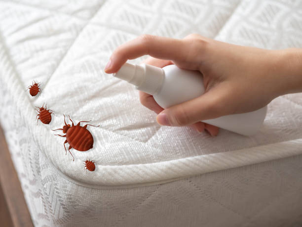 Flea Control Services in Absecon, NJ