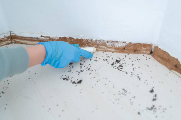 Best Flea Control Services  in Absecon, NJ