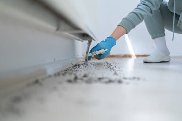 Best Flea Control Services  in Absecon, NJ